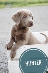Labrador Retriever Puppy for sale in BUTLER, IN, USA