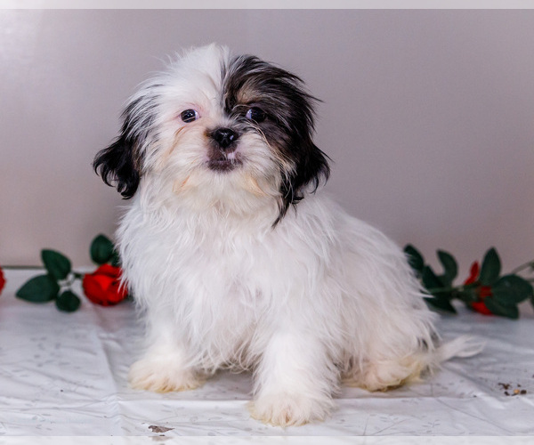 Medium Photo #2 Shih Tzu Puppy For Sale in WAKARUSA, IN, USA