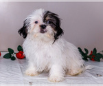 Small #1 Shih Tzu