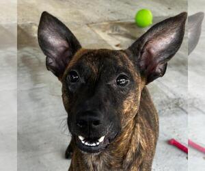 Plott Hound-Unknown Mix Dogs for adoption in Yardley, PA, USA