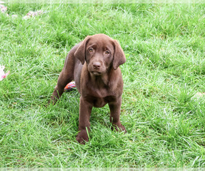 Labrador Retriever Puppy for sale in SYRACUSE, IN, USA