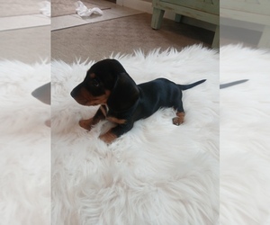 Dachshund Litter for sale in MULBERRY GROVE, IL, USA