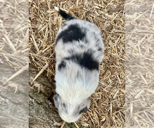 Medium Photo #58 Australian Shepherd Puppy For Sale in SMITHS GROVE, KY, USA