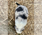 Small #7 Australian Shepherd