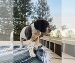 Small Photo #12 German Shorthaired Pointer Puppy For Sale in WOODLAND PARK, CO, USA