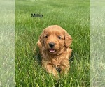 Small #4 Goldendoodle (Miniature)