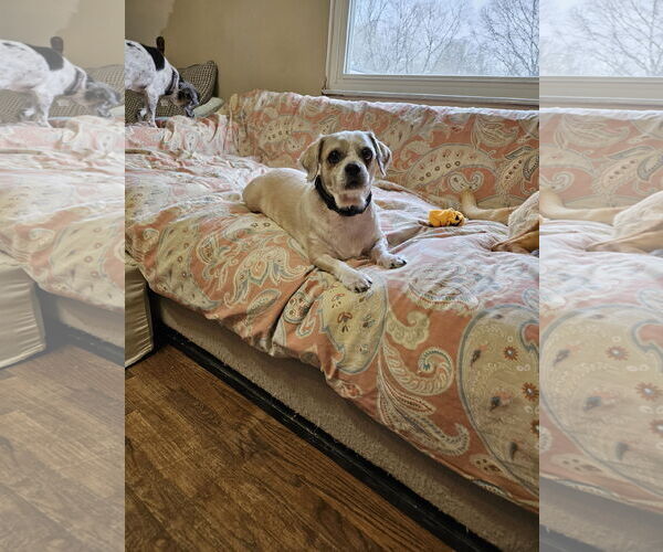 Medium Photo #3 Mutt Puppy For Sale in Fenton, MO, USA
