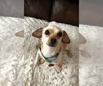 Small Photo #1 Chiweenie Puppy For Sale in Arlington, VA, USA