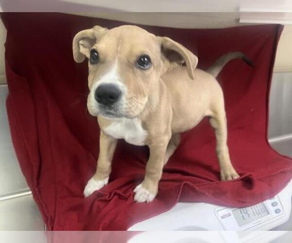 Medium Photo #1 Mutt Puppy For Sale in HESPERIA, CA, USA