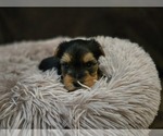 Small #2 Yorkshire Terrier