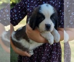 Small Photo #7 Saint Bernard Puppy For Sale in FRYTOWN, IA, USA