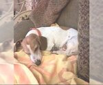 Small #3 Dachshund