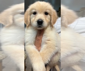 Golden Retriever Puppy for sale in SANTA ANA, CA, USA