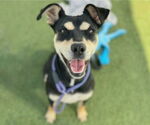 Small #2 Doberman Pinscher Mix