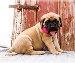 Puppy Hadley Mastiff