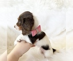 Small #4 Dachshund