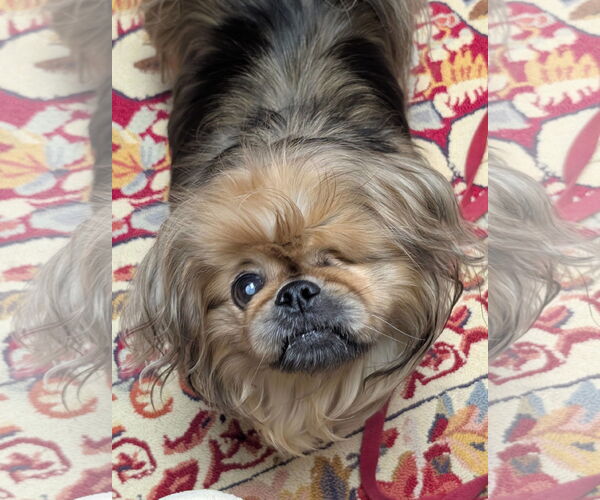 Medium Photo #4 Pekingese Puppy For Sale in Greensboro, NC, USA