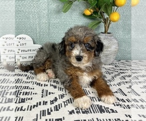 Bernedoodle (Miniature) Puppy for sale in FRANKLIN, IN, USA
