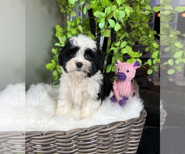 Medium Photo #8 ShihPoo Puppy For Sale in FRANKLIN, IN, USA