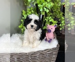 Small Photo #8 ShihPoo Puppy For Sale in FRANKLIN, IN, USA