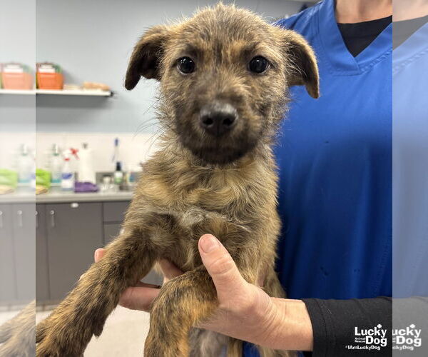 Medium Photo #2 Mutt Puppy For Sale in Washington, DC, USA