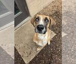 Small English Coonhound-Pointer Mix