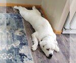 Small #2 Great Pyrenees Mix