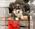 Small #2 Pembroke Welsh Corgi