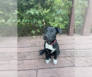 Boulware - Male Mutt Dog for Adoption - Photo #3