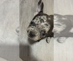 Puppy Puppy 3 French Bulldog