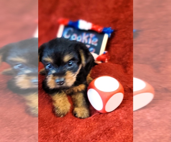 Medium Photo #25 Yorkshire Terrier Puppy For Sale in AKRON, OH, USA