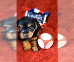 Small #3 Yorkshire Terrier