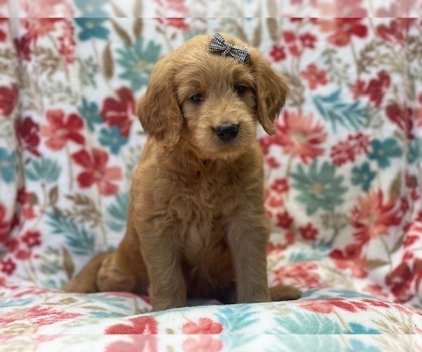 Medium Photo #5 Goldendoodle (Miniature) Puppy For Sale in LAKELAND, FL, USA