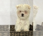 Small Photo #6 Maltese Puppy For Sale in CORNERSVILLE, TN, USA