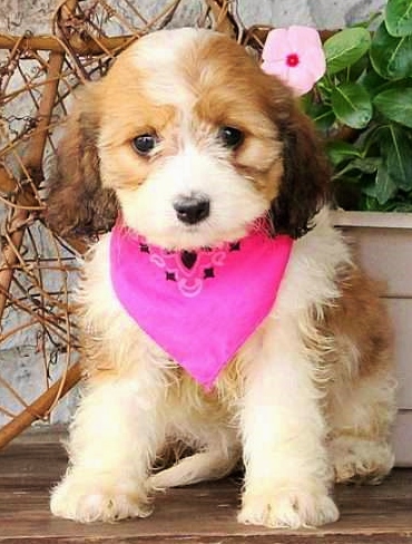 Medium Photo #1 Cavalier King Charles Spaniel-Poodle (Toy) Mix Puppy For Sale in FREWSBURG, NY, USA