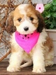 Small Photo #1 Cavalier King Charles Spaniel-Poodle (Toy) Mix Puppy For Sale in FREWSBURG, NY, USA