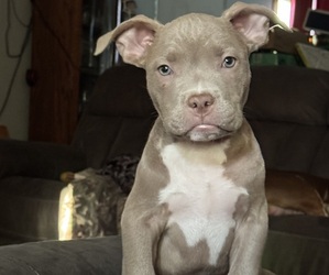 American Bully Puppy for sale in KANSAS CITY, MO, USA