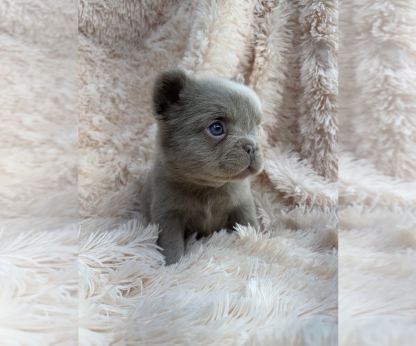 Medium Photo #2 French Bulldog Puppy For Sale in SACRAMENTO, CA, USA