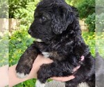 Small #9 F2 Aussiedoodle