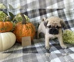 Small #5 Puggle