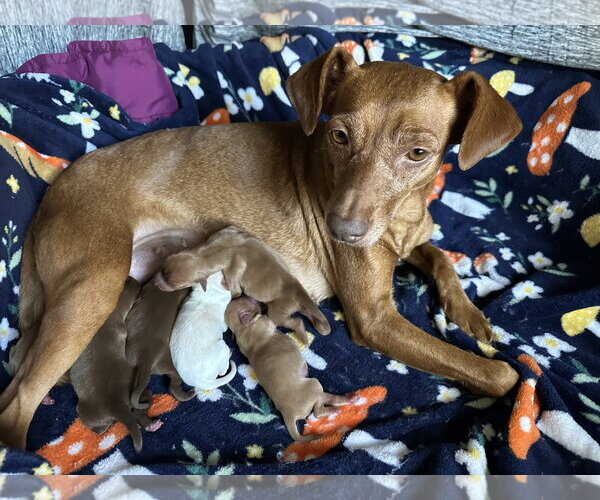 Medium Photo #8 Chihuahua-Unknown Mix Puppy For Sale in San Diego, CA, USA