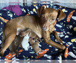 Small #7 Chihuahua Mix
