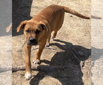 Small Photo #8 Labrador Retriever-Unknown Mix Puppy For Sale in Tracy City, TN, USA