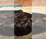 Litter of 5 - Male(s) and Female(s) German Shepherd DogLitter of Puppies for Sale - Photo #5