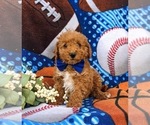 Small Photo #3 Miniature Labradoodle Puppy For Sale in KINZERS, PA, USA