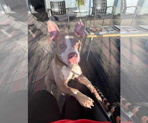 American Pit Bull Terrier-Unknown Mix Dogs for adoption in Germantown, OH, USA