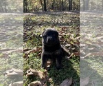 Small Photo #3 German Shepherd Dog Puppy For Sale in WAGENER, SC, USA
