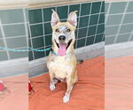 Small #1 Catahoula Leopard Dog Mix