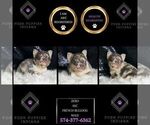 Small Photo #57 French Bulldog Puppy For Sale in WARSAW, IN, USA