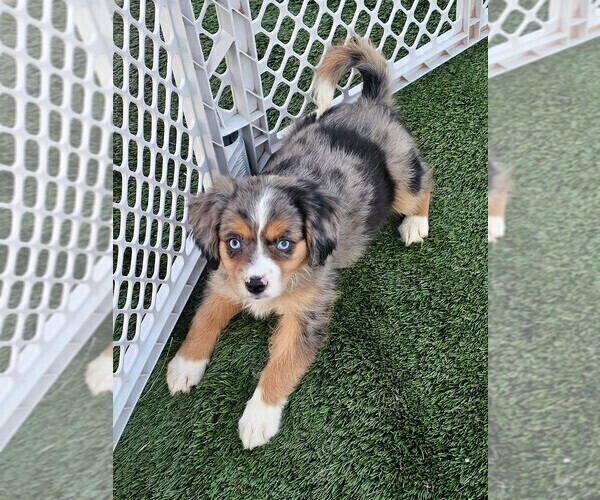 Medium Photo #2 Cavalier King Charles Spaniel-Miniature Australian Shepherd Mix Puppy For Sale in POMONA, CA, USA
